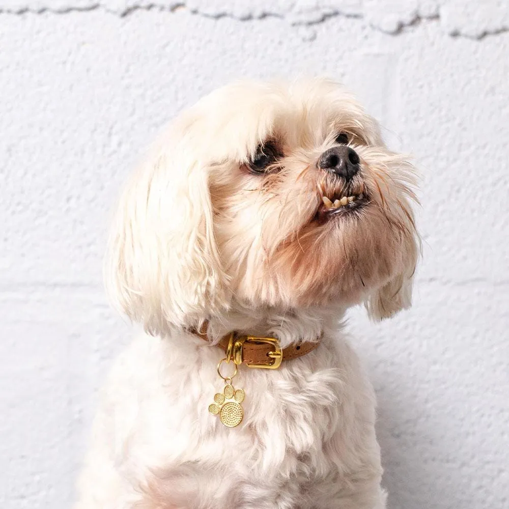 Moonglow Pet Tag in Gold
